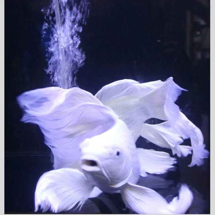 普短身蝴蝶鲤台湾品种冷水鱼 金鱼观赏鱼台系