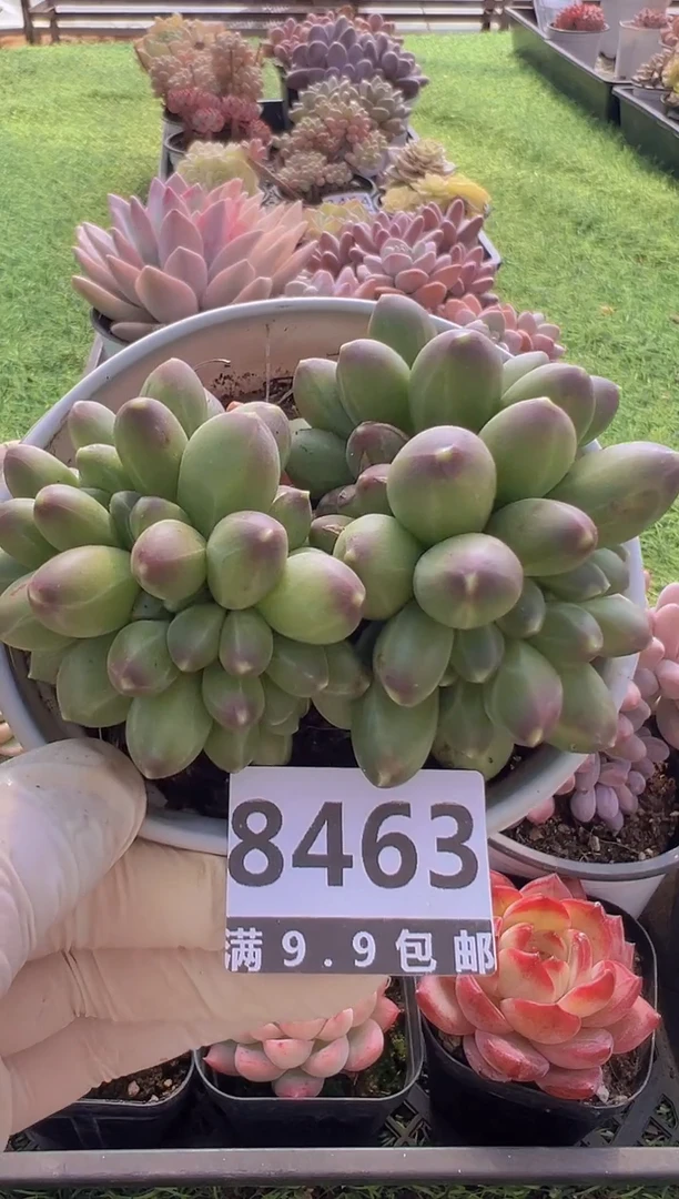 【闪购商品】信福多肉一物一拍