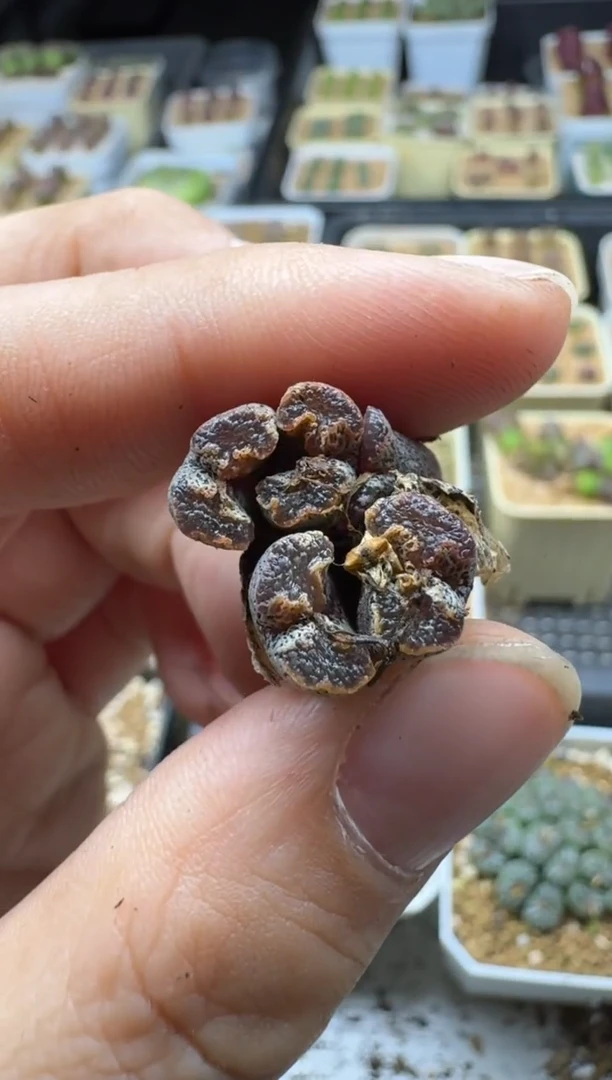 【闪购商品】17-209