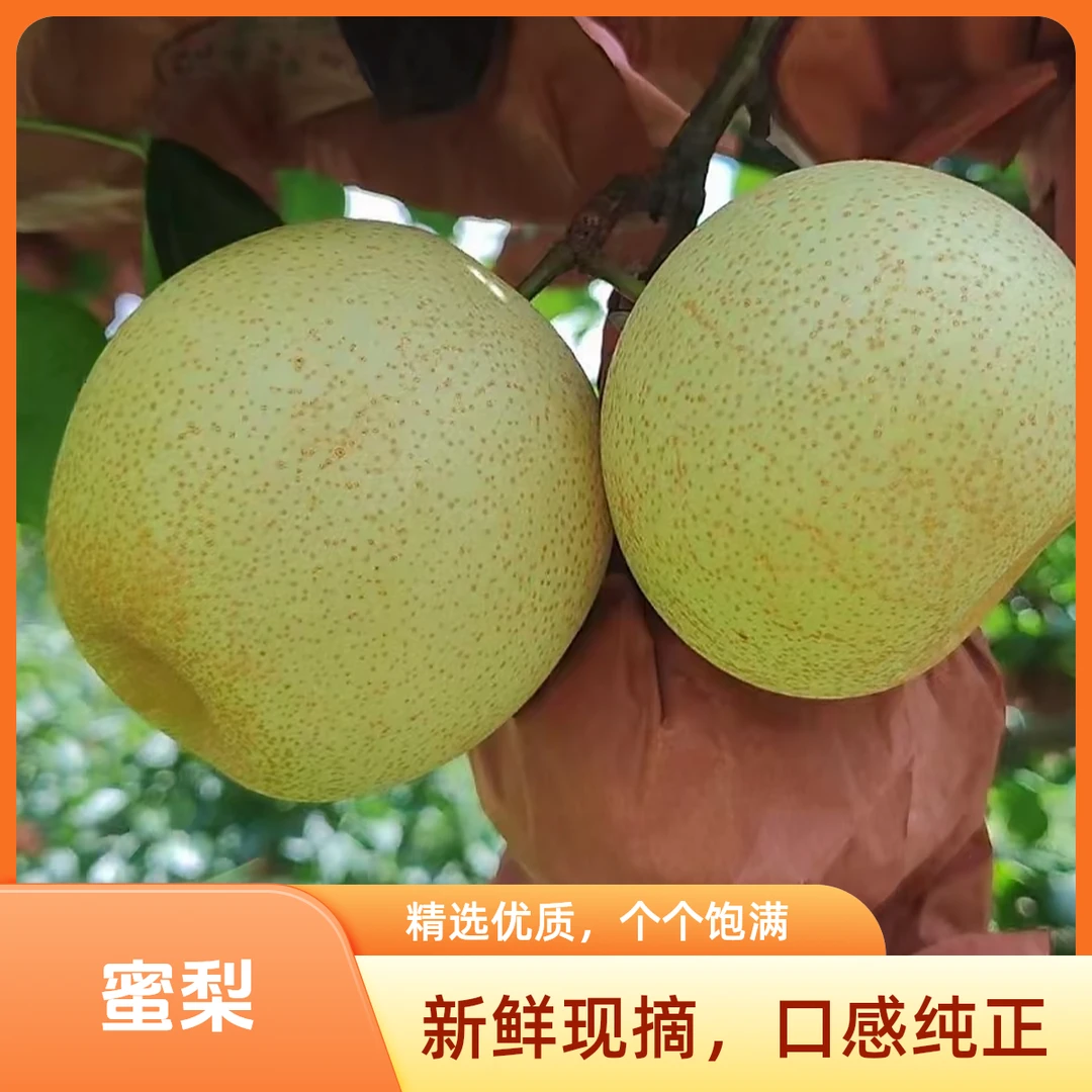 【直播间】脆蜜梨当季新鲜水果脆甜多汁细腻无渣现摘现发包邮