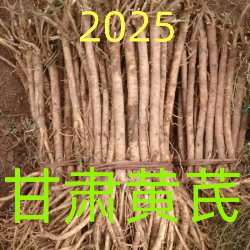2025甘肃定西新鲜现挖黄芪党参无硫新鲜湿黄芪煲汤泡水