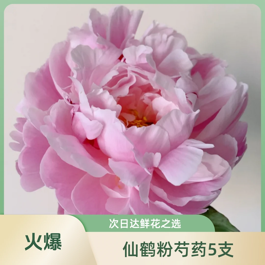 仙鹤粉芍药5支鲜花家居花次日达