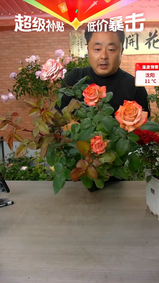当前无花朵，栽培后可花朵卡布奇诺