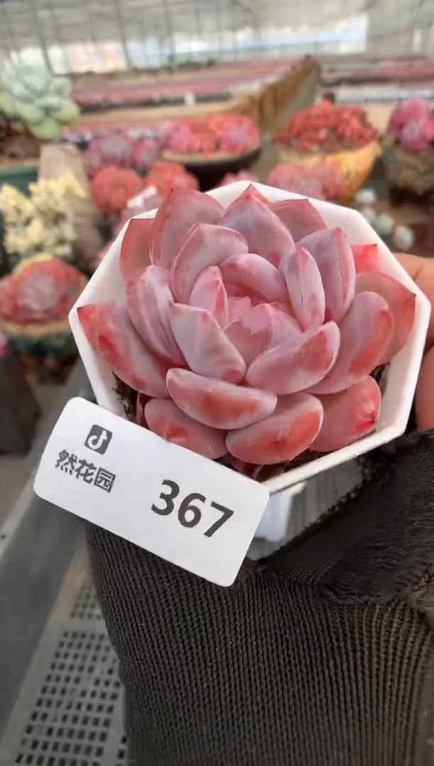 367星影一物一拍