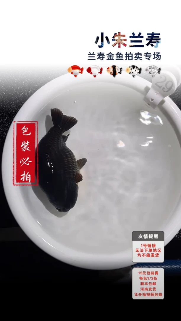 金鱼包装必拍未拍顺丰到付29号