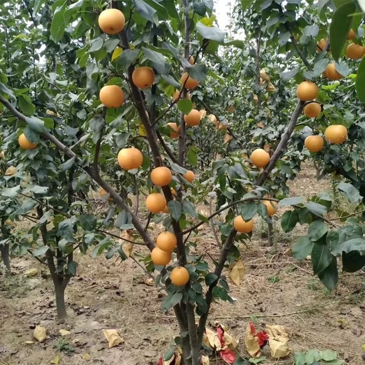 秋月梨（2-4年树）当年可挂果，品种优良，口感脆甜，汁水丰富。