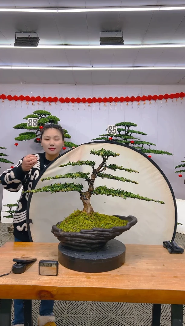 【闪购商品】盆景1