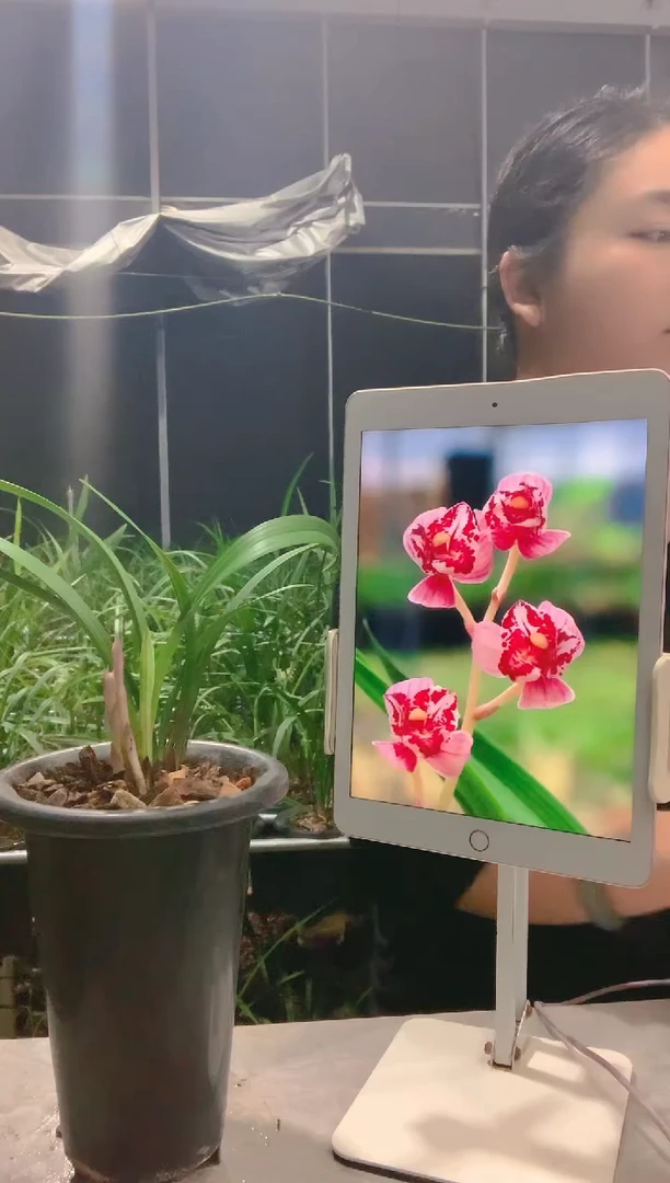 当前无花栽培后可以开花流*者凤舞九天