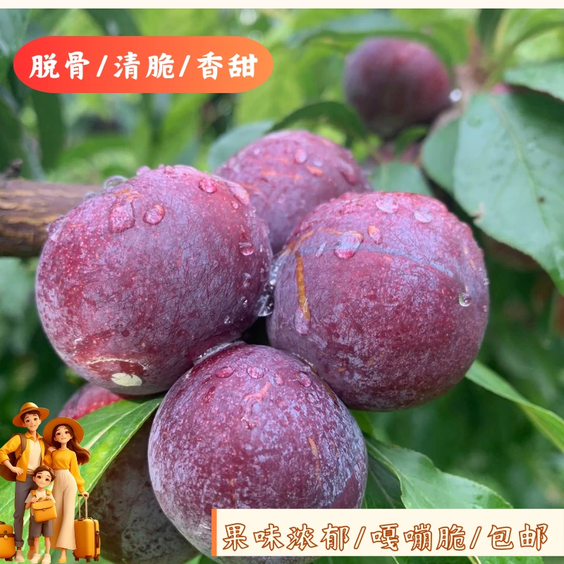 【乡村超娃】四川高山小脆红新鲜现摘现发脱骨脆红当季水果脆甜多汁