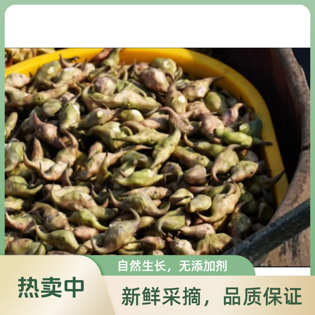 浙江特色新鲜老菱角粉糯香甜现摘现发正宗南湖老菱角