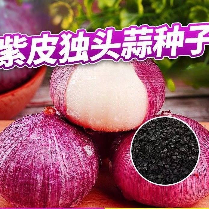 云南紫皮独头蒜独头蒜种抗病蒜头种子紫皮独蒜紫皮蒜四川成都大蒜
