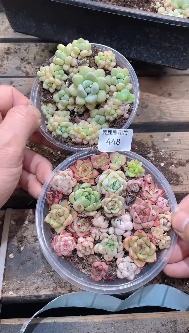 448泡泡糖     量拍