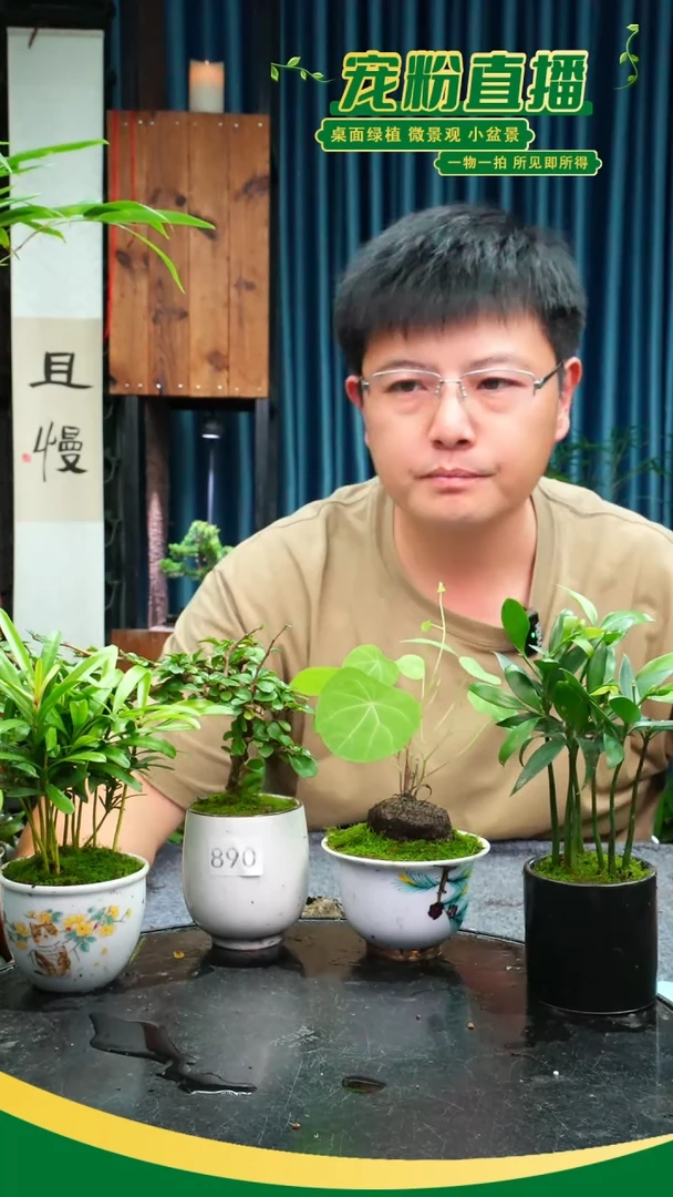 无花朵韩*苒苔藓微景观890号