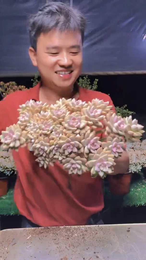 124淡雪缀化一物一拍