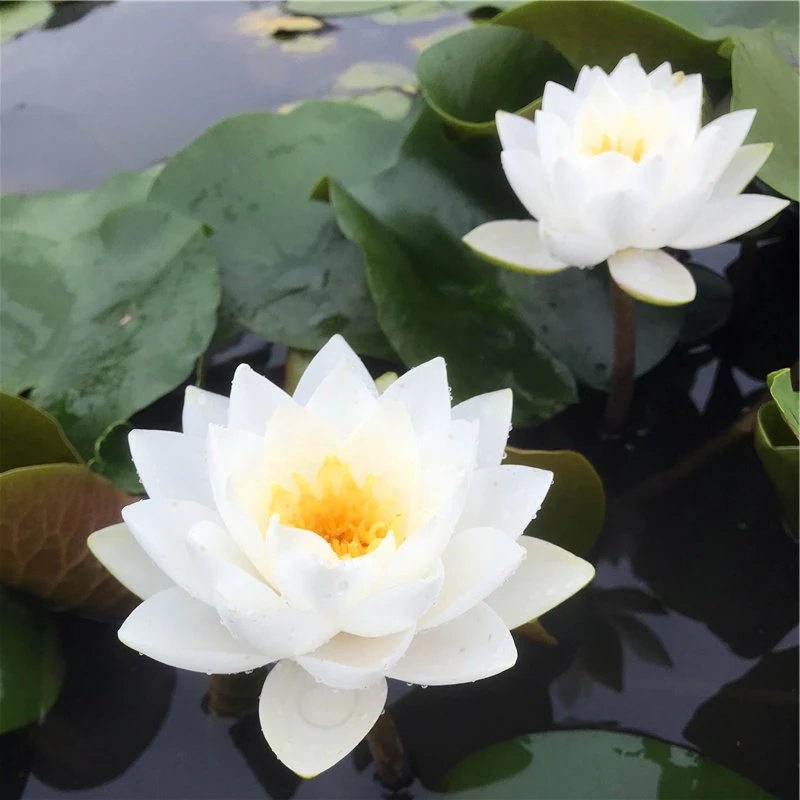 茉莉睡莲根块带芽带花苞四季水培植物池塘水养莲花水生花卉荷花苗