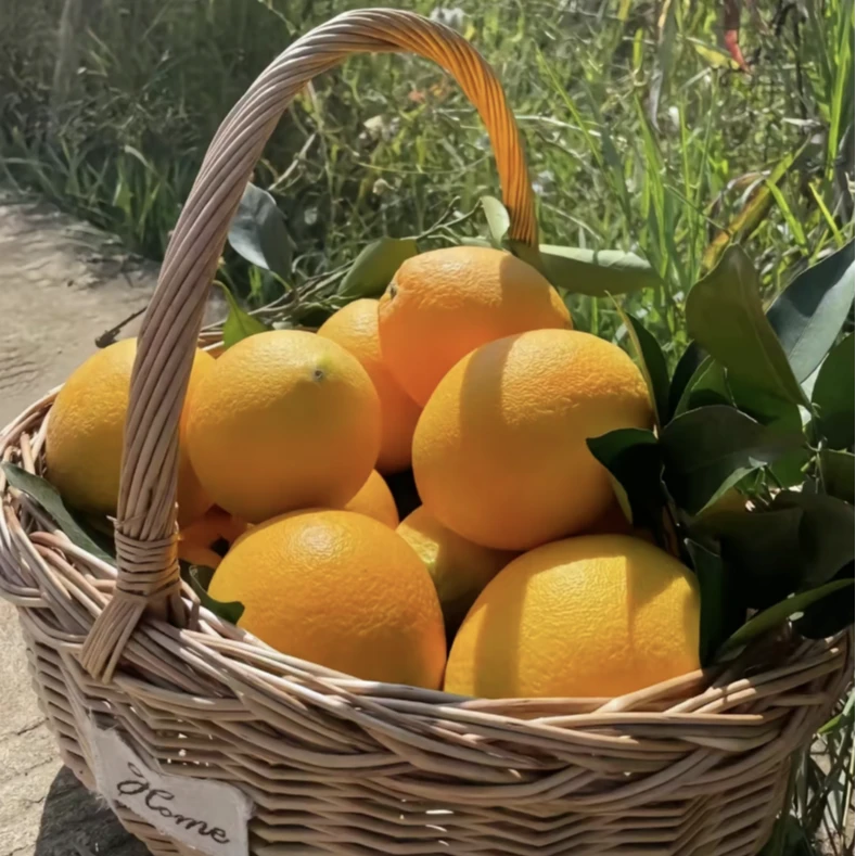 【小杨家】20年老树果赣南脐橙新鲜采摘黄金酸甜比当季水果橙香浓郁