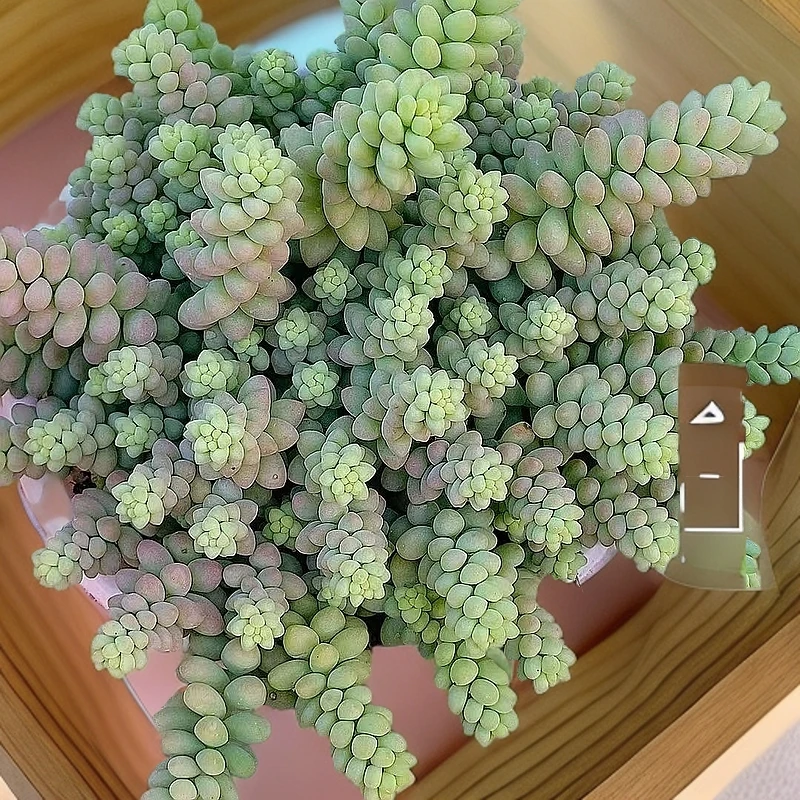 七彩翡翠玉坠大盆 多肉植物阳台庭院绿植好养满19包邮