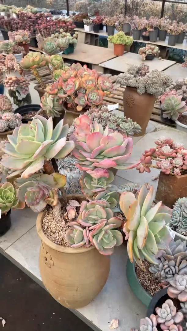 【闪购商品】49白凤