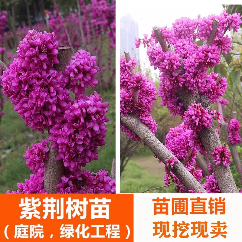 紫荆花树苗耐寒耐热南北方均可种植庭院地栽盆栽