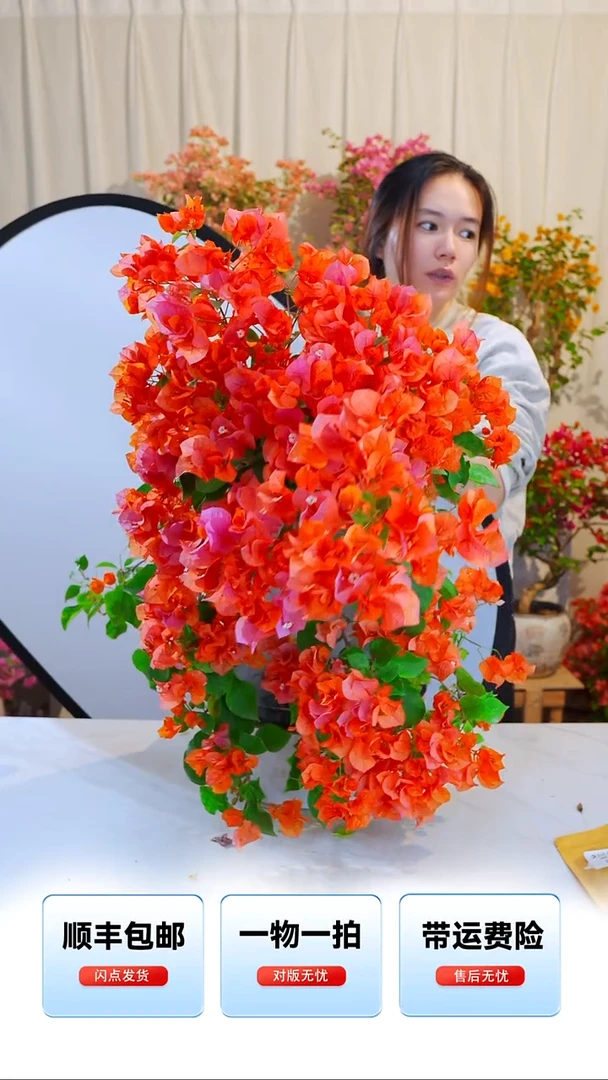 大部分开放少量花苞雪花橙