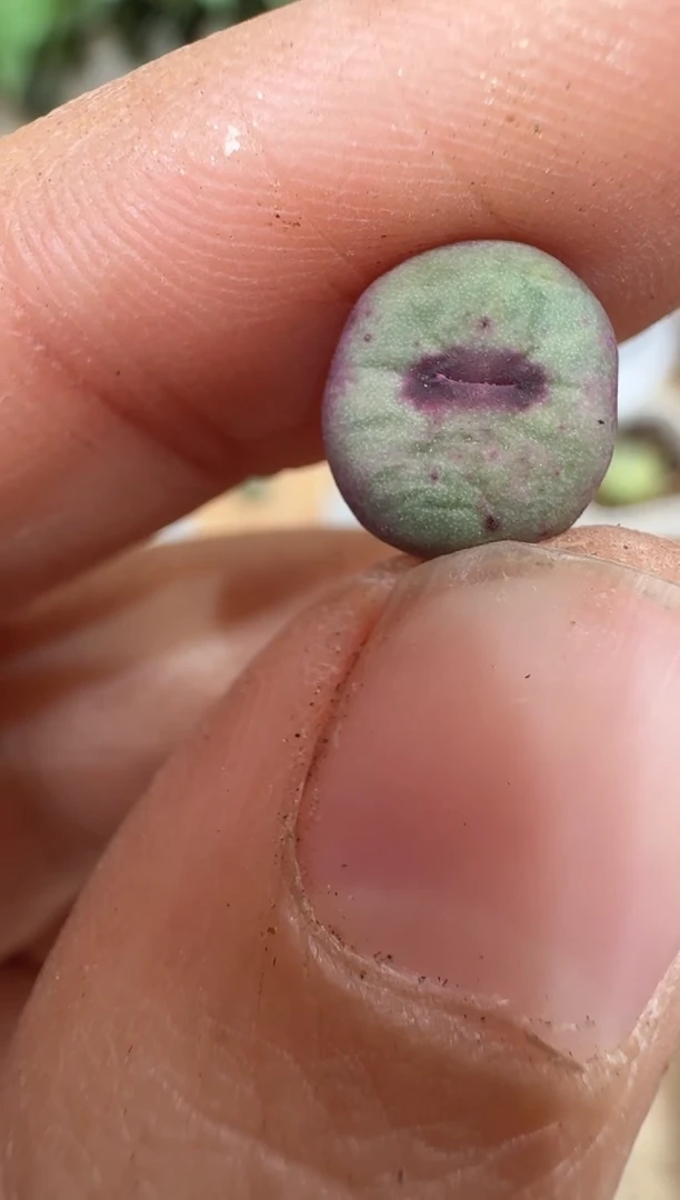 28-296多肉植物肉锥