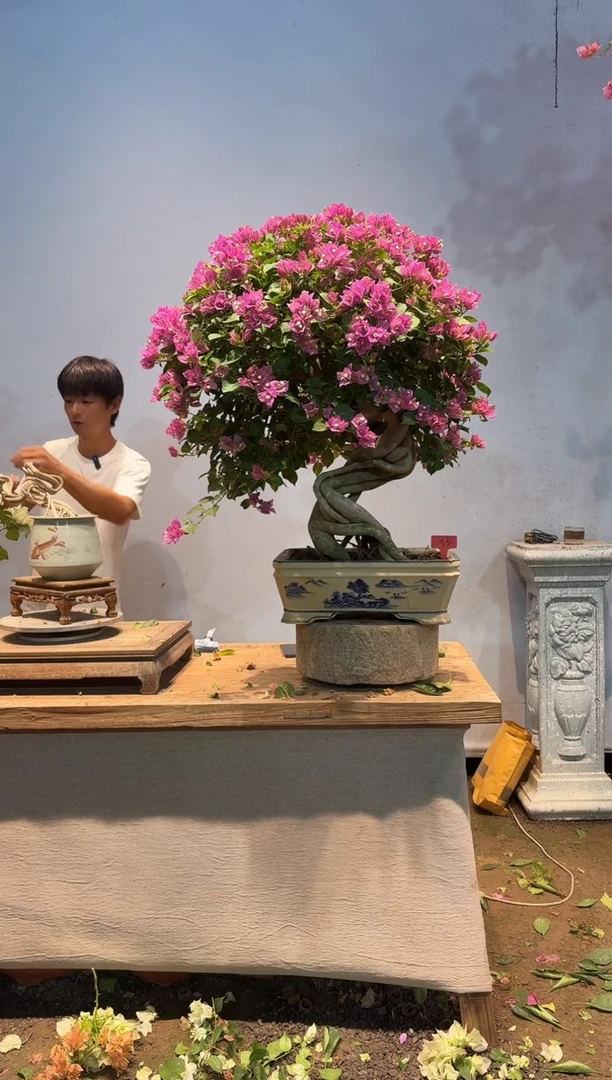 全部花朵贤*三角梅33