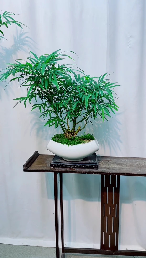 无花朵竹子盆景竹子盆景