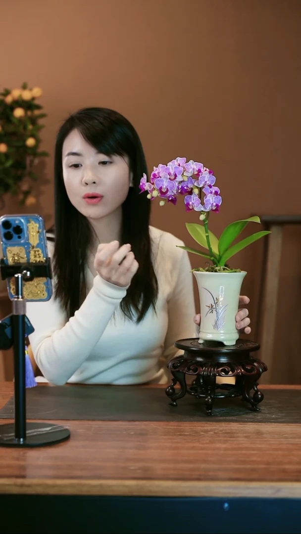 【闪购商品】盆景小仙女 白