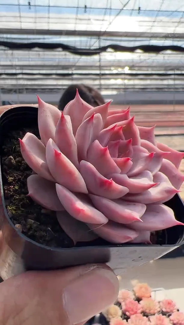 【闪购商品】东云新-7