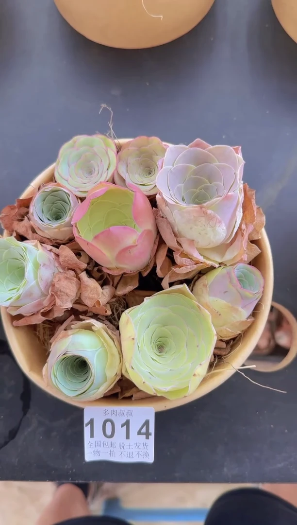 山地玫瑰花篮--1014