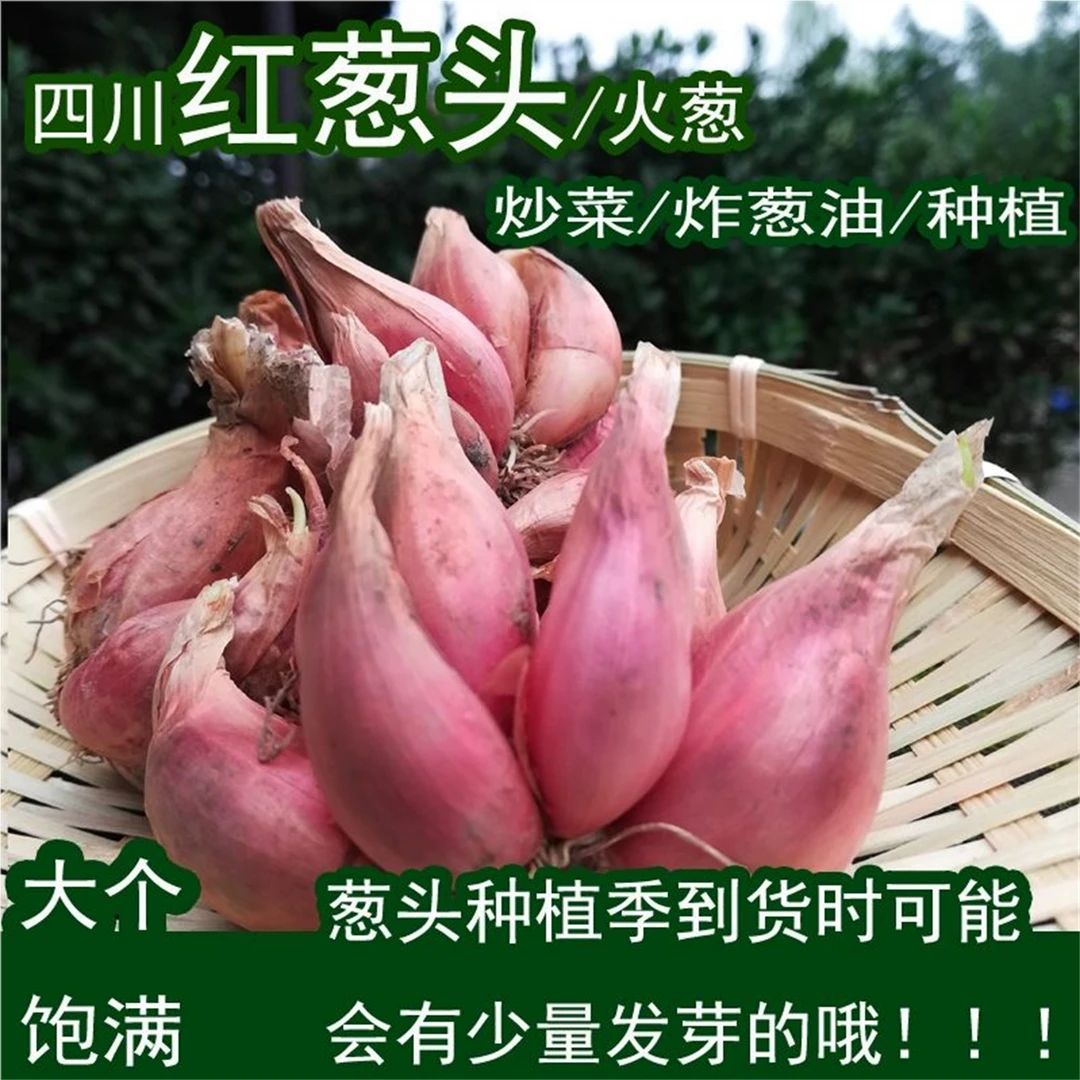 葱头香葱头种小葱红葱头四季小香葱头新鲜蔬菜四川火葱头种葱种植