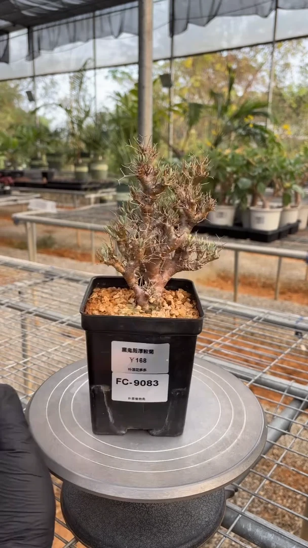 缺**王黑鬼殿厚敦菊FC-9083