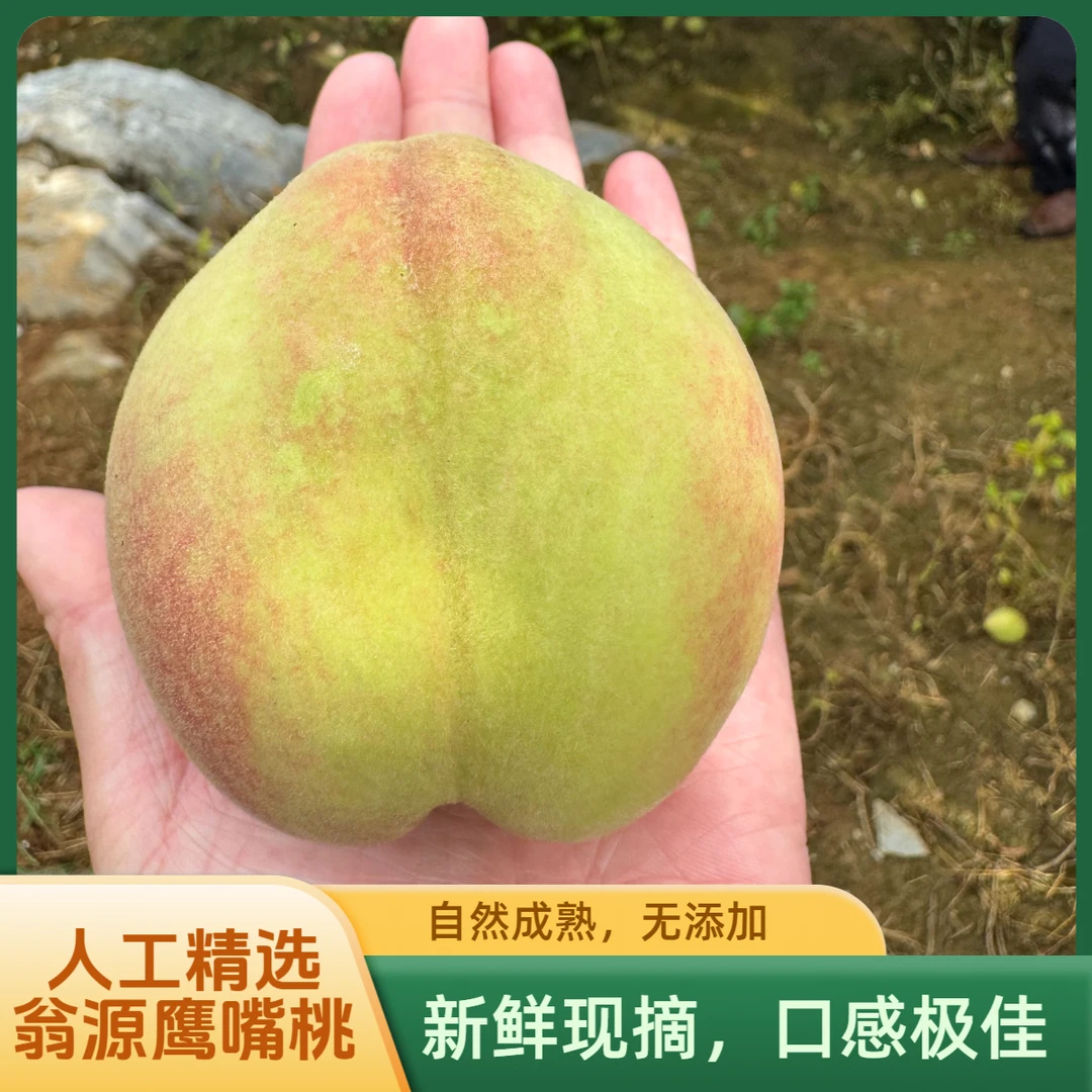 广东正宗翁源鹰嘴桃精选大果精选新鲜非水蜜桃黄桃蜜桃广东脆甜桃