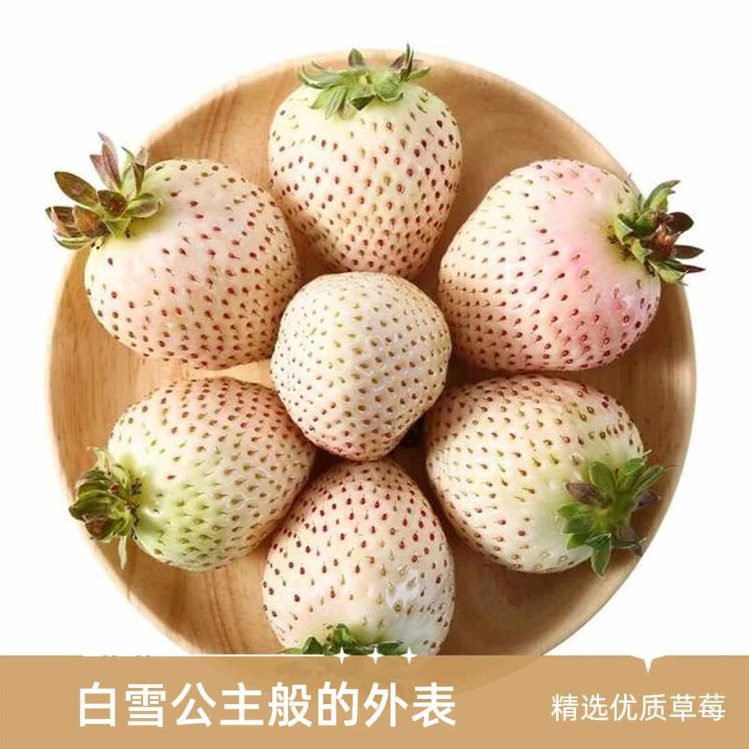【河南中牟姚家镇白雪公主草莓】破价1盒装 毛重300g左右白雪公主草莓河南省