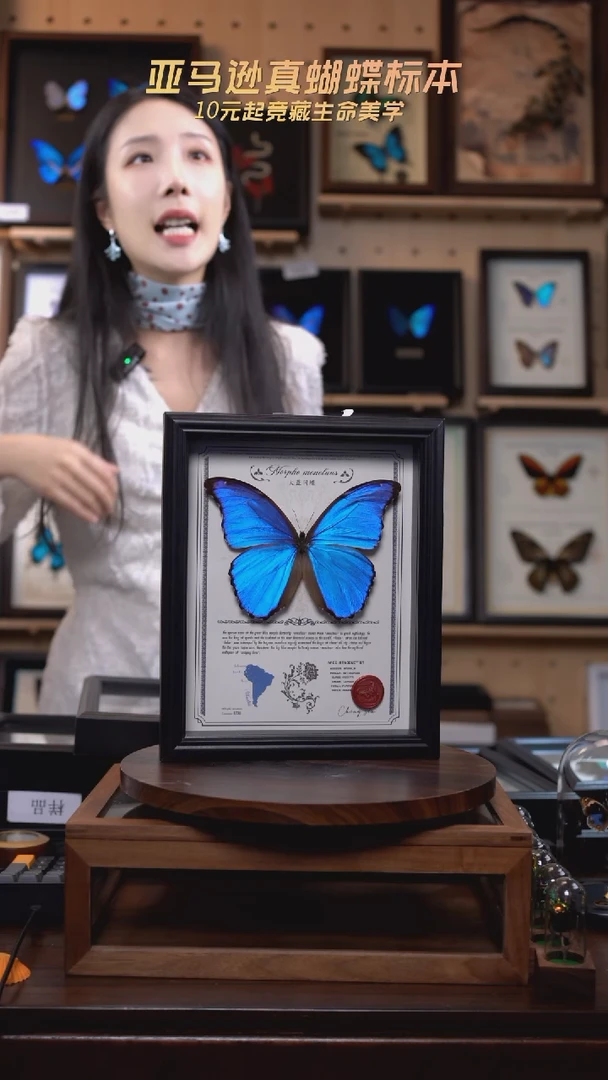 大蓝闪蝶豪华版10寸欧式框（带证书）