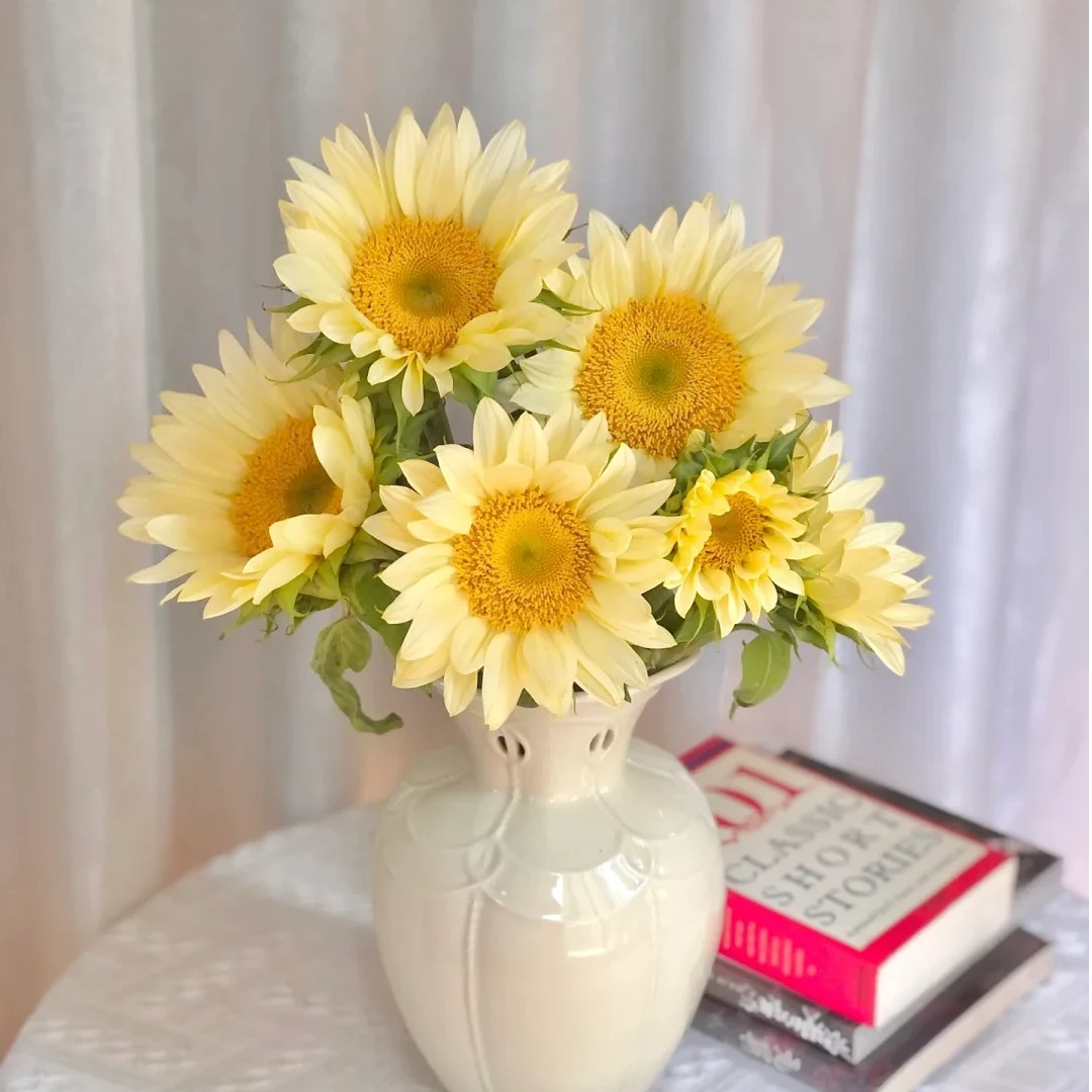 【10枝奶油向日葵】奶油向日葵  清新鲜花