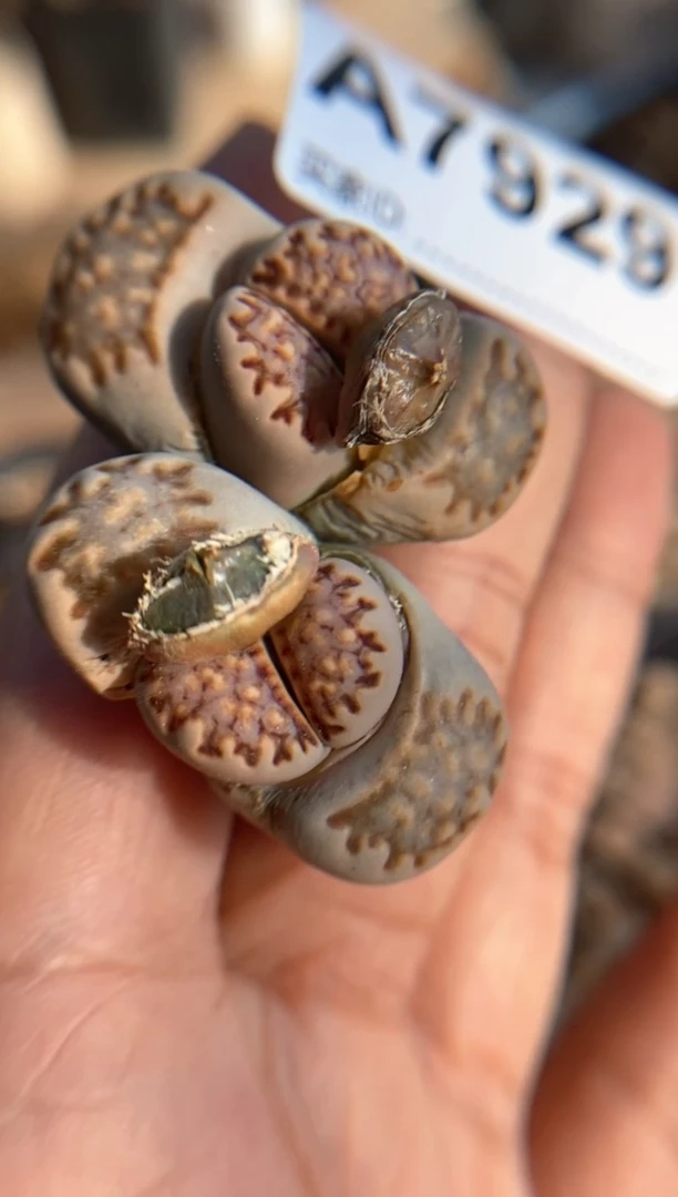 【闪购商品】7929直播一物一拍