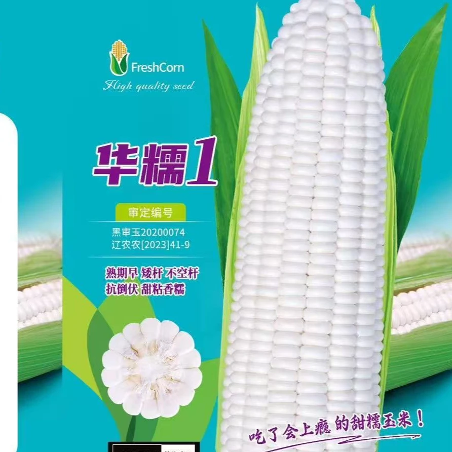 华糯一 鲜食白甜糯玉米 软糯香甜型 粒粒饱满 棒大不秃尖