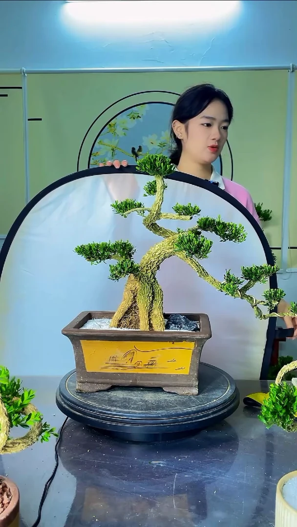 完全开放广东雀舌皱皮黄杨高端盆景