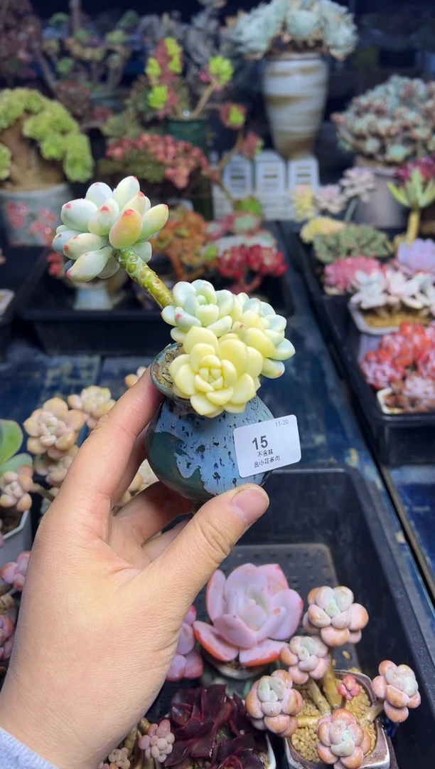 赤***紫15            不带盆