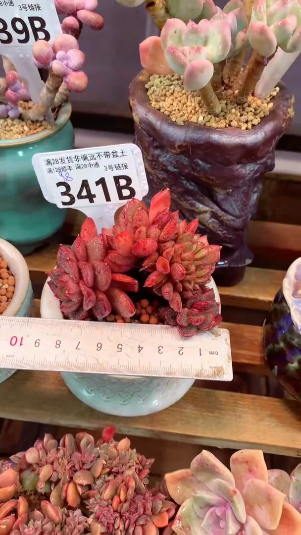 341B（一物一拍实付满28发货，默认不带盆土）