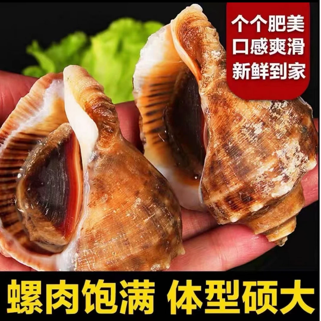 【海螺】丹东东港黄海冷水薄皮海螺顺丰包邮海鲜