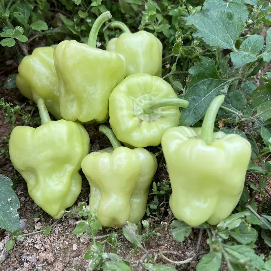 广西桂林特产新鲜灯笼圆椒可做泡椒的农家新鲜蔬菜辣椒可做辣椒酿