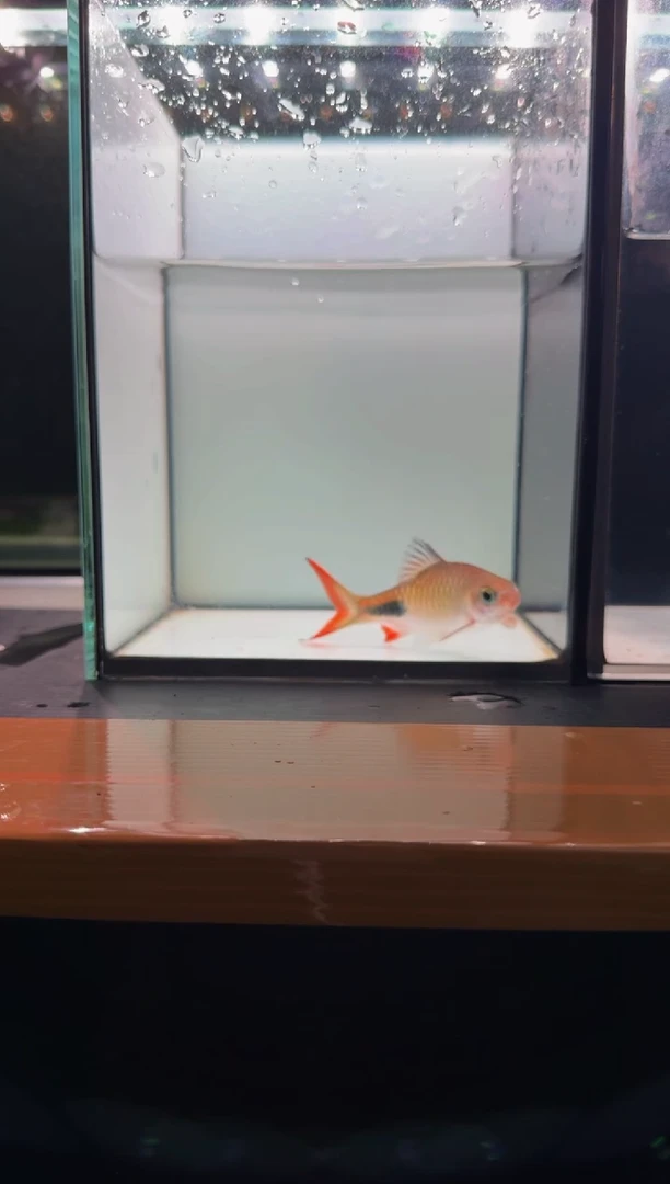海水鱼彩虹道人11