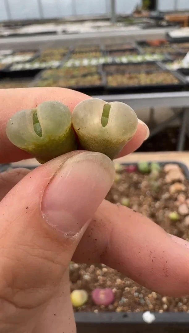 【闪购商品】6--51