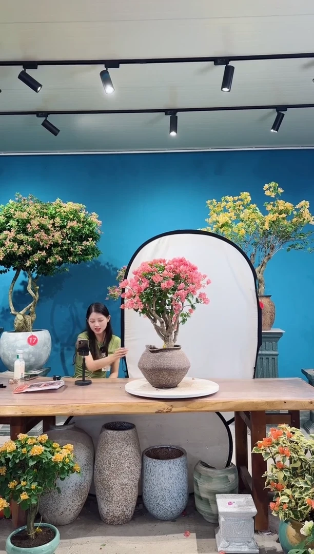全部花朵不甜西瓜三角梅