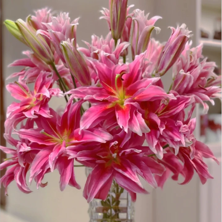 【探花甄选】艾琳娜百合 任意两单顺丰冷链包邮