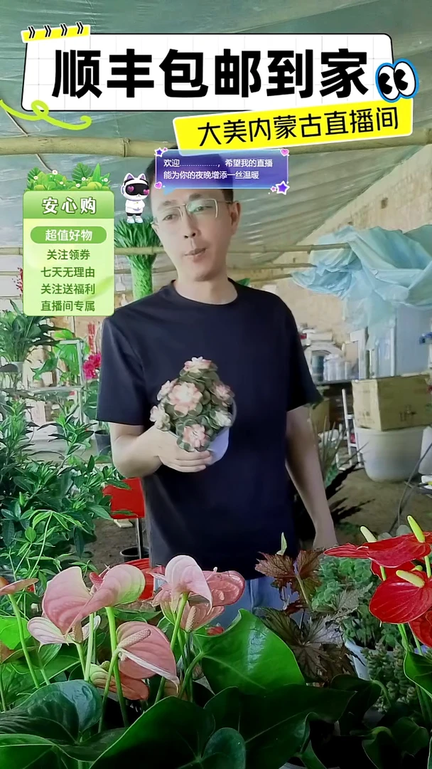 完全开放多肉盆栽
