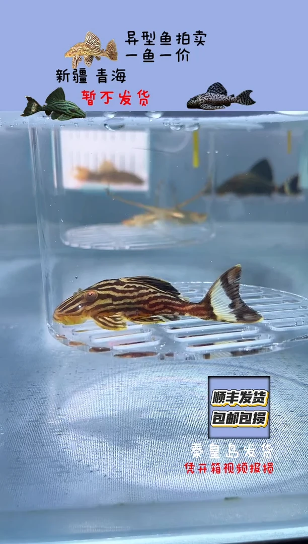 清道夫7+不包入缸损67