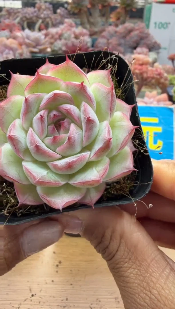 东云多肉园二店-167